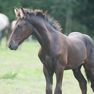 mały brązowy koń stojący na tle lasu